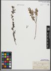 Foto von Salix purpurea L. x Salix repens L.